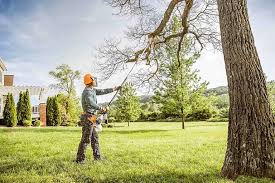 Reliable Tierra Verde, FL Tree Services Solutions